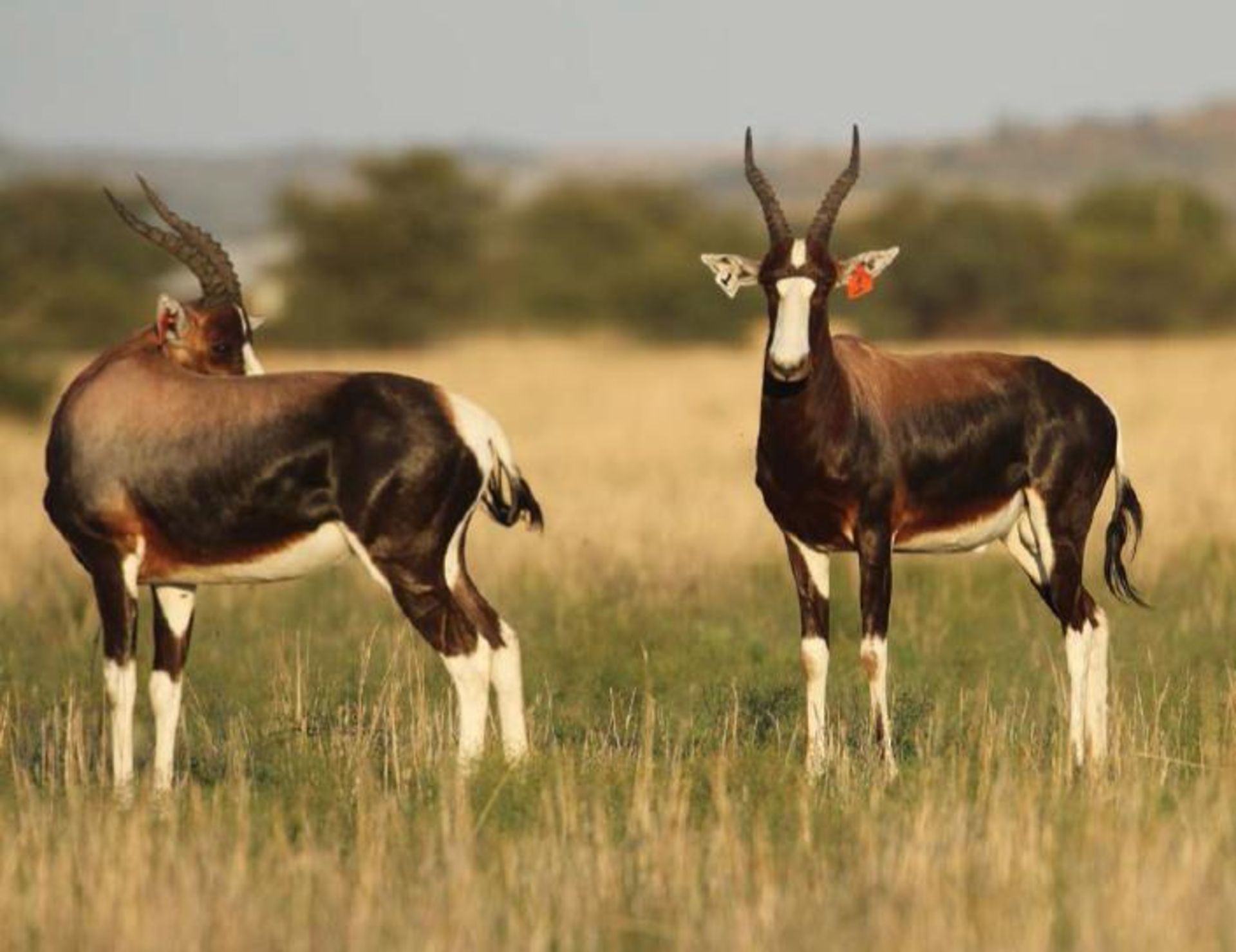 BONTEBOK - BREEDING THE REAL DEAL SINCE 2004 - 1 MALE