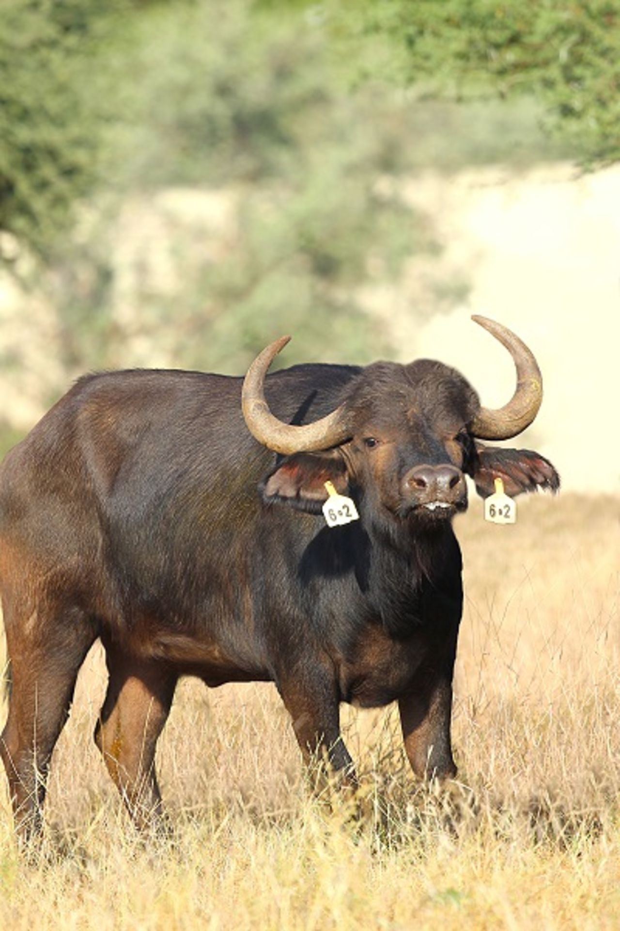 Buffalo Heifer