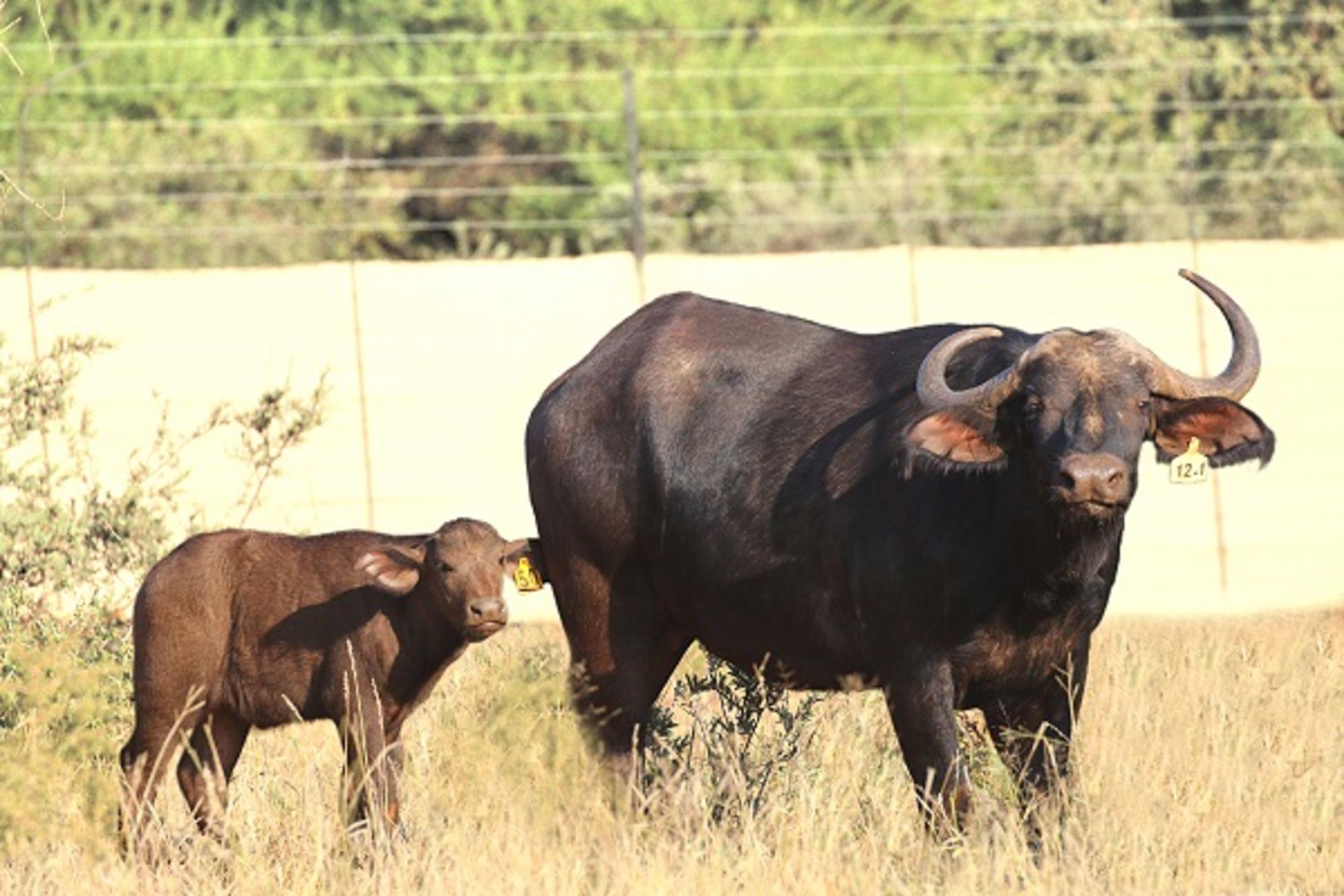 Buffalo Cow with Heifer Calf