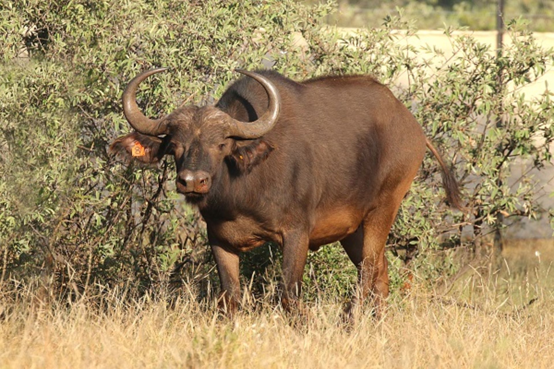 Buffalo Cow In Calf