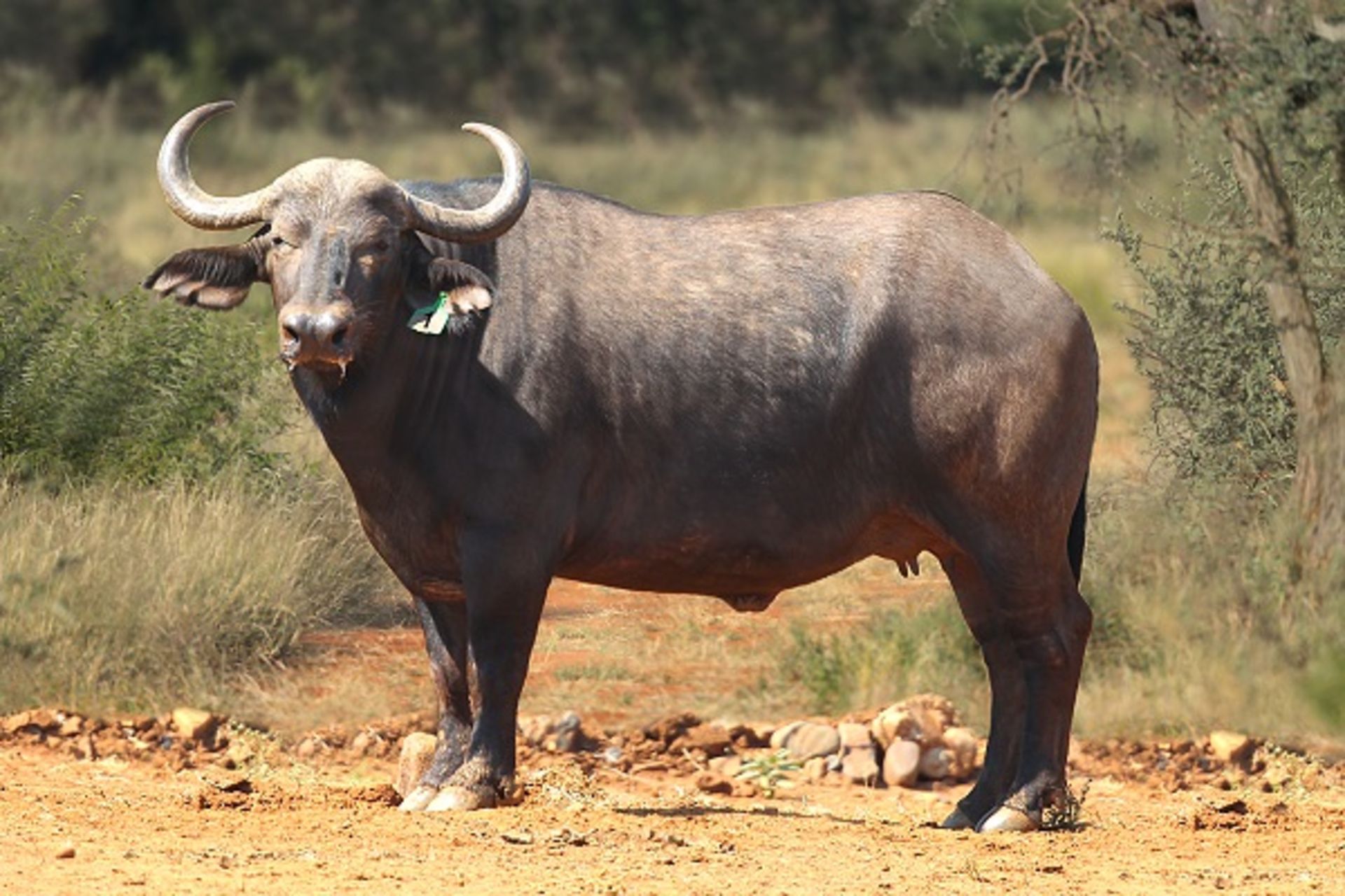 East African Buffalo Cow in calf with Heifer Calf