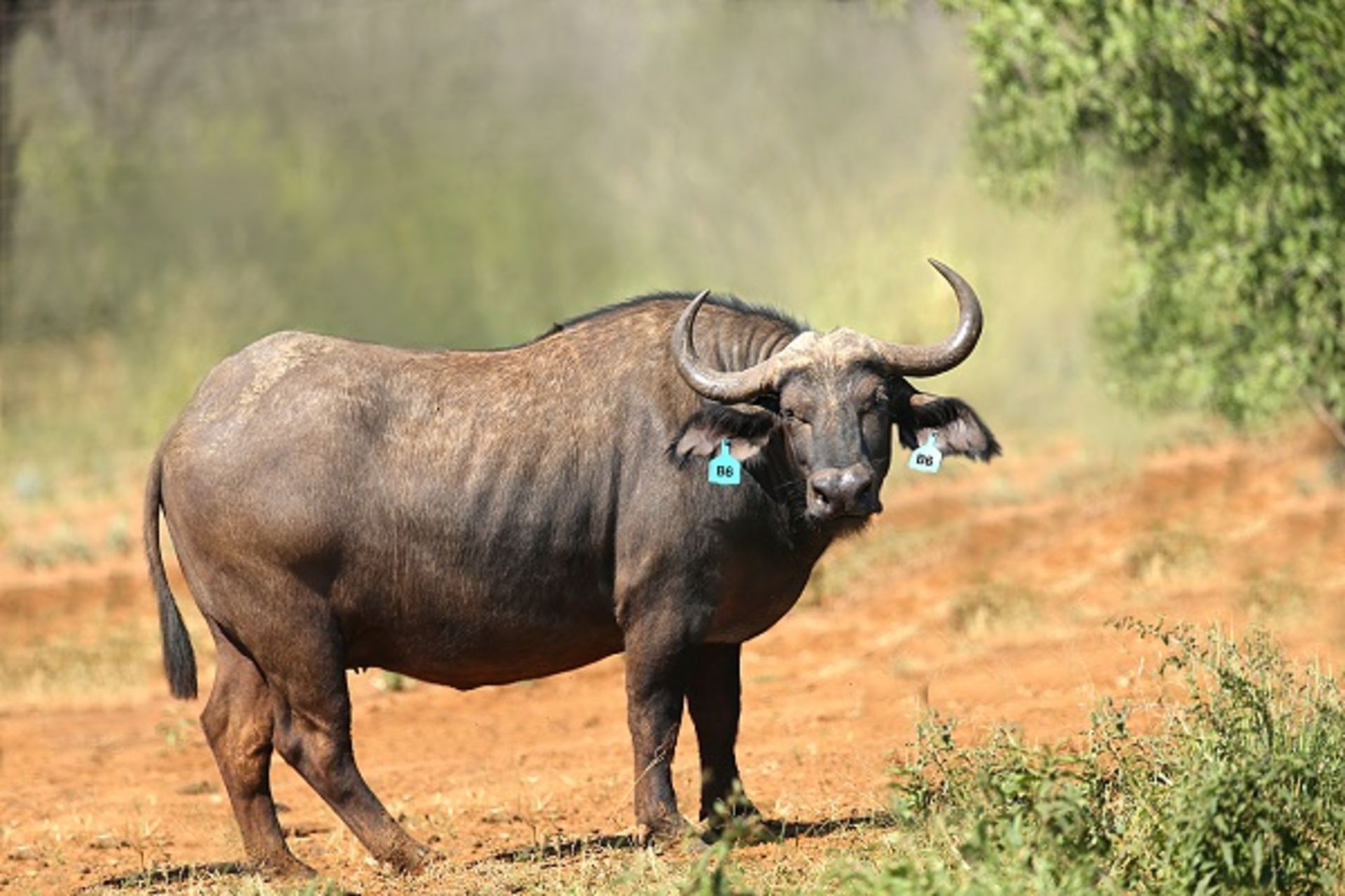 East African Buffalo Cow in calf to Horison with Jabu Heifer Calf