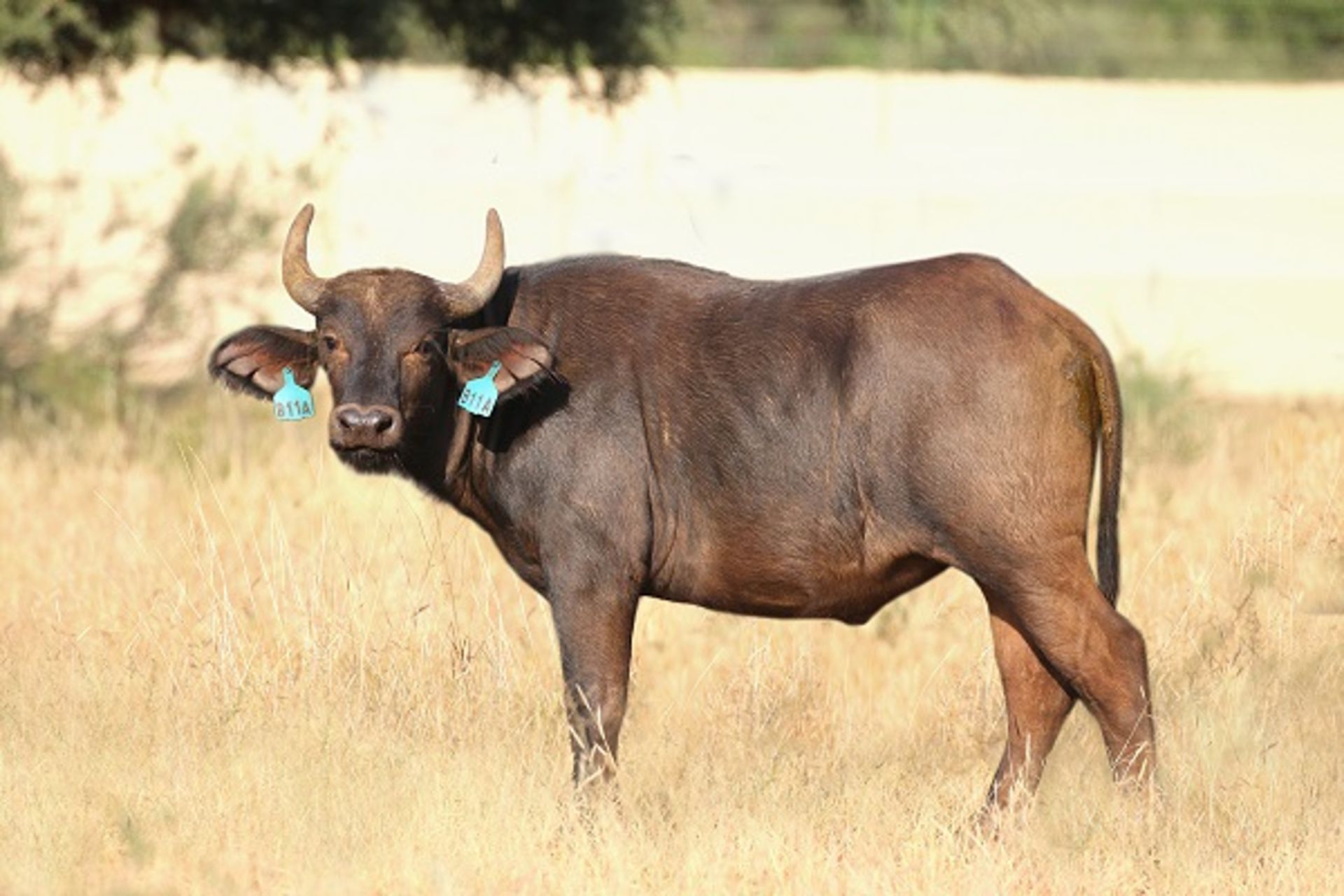 Buffalo Heifer