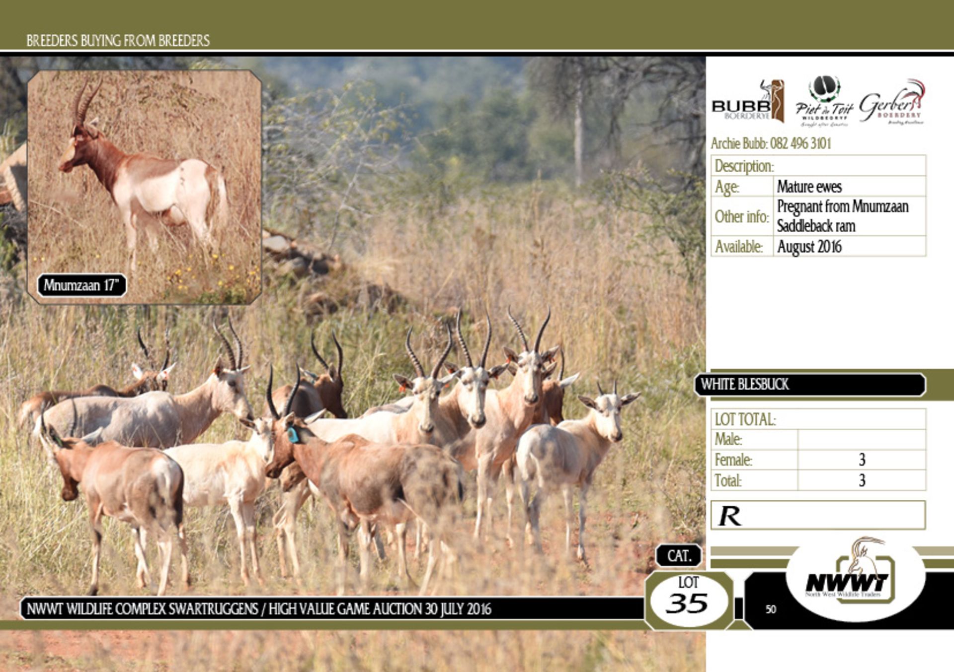 White Blesbuck Ewes