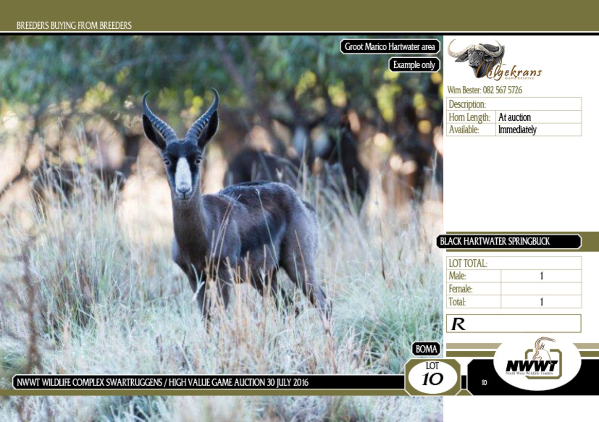 Black Heartwater Springbuck Ram