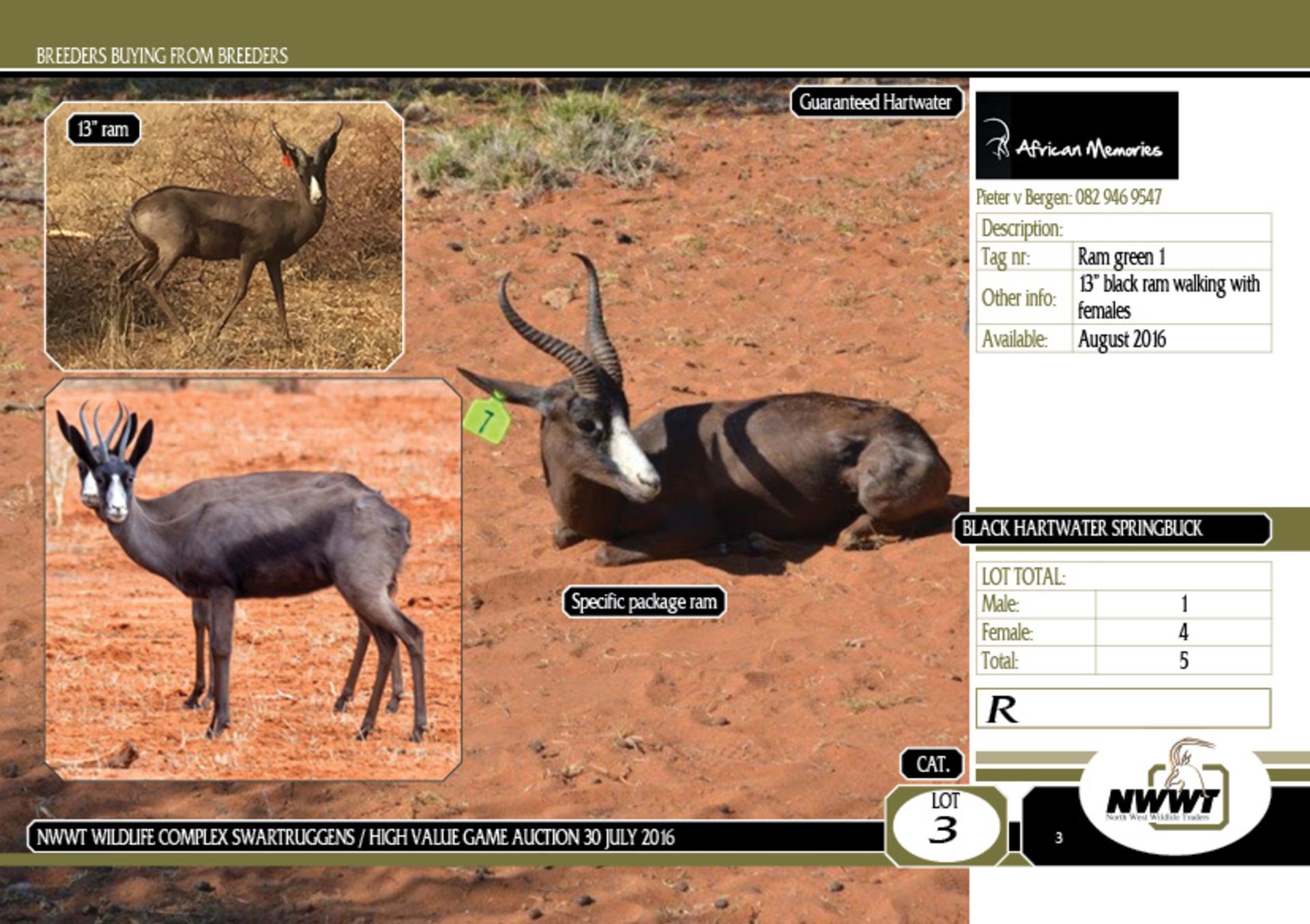 Black Springbuck Family Group