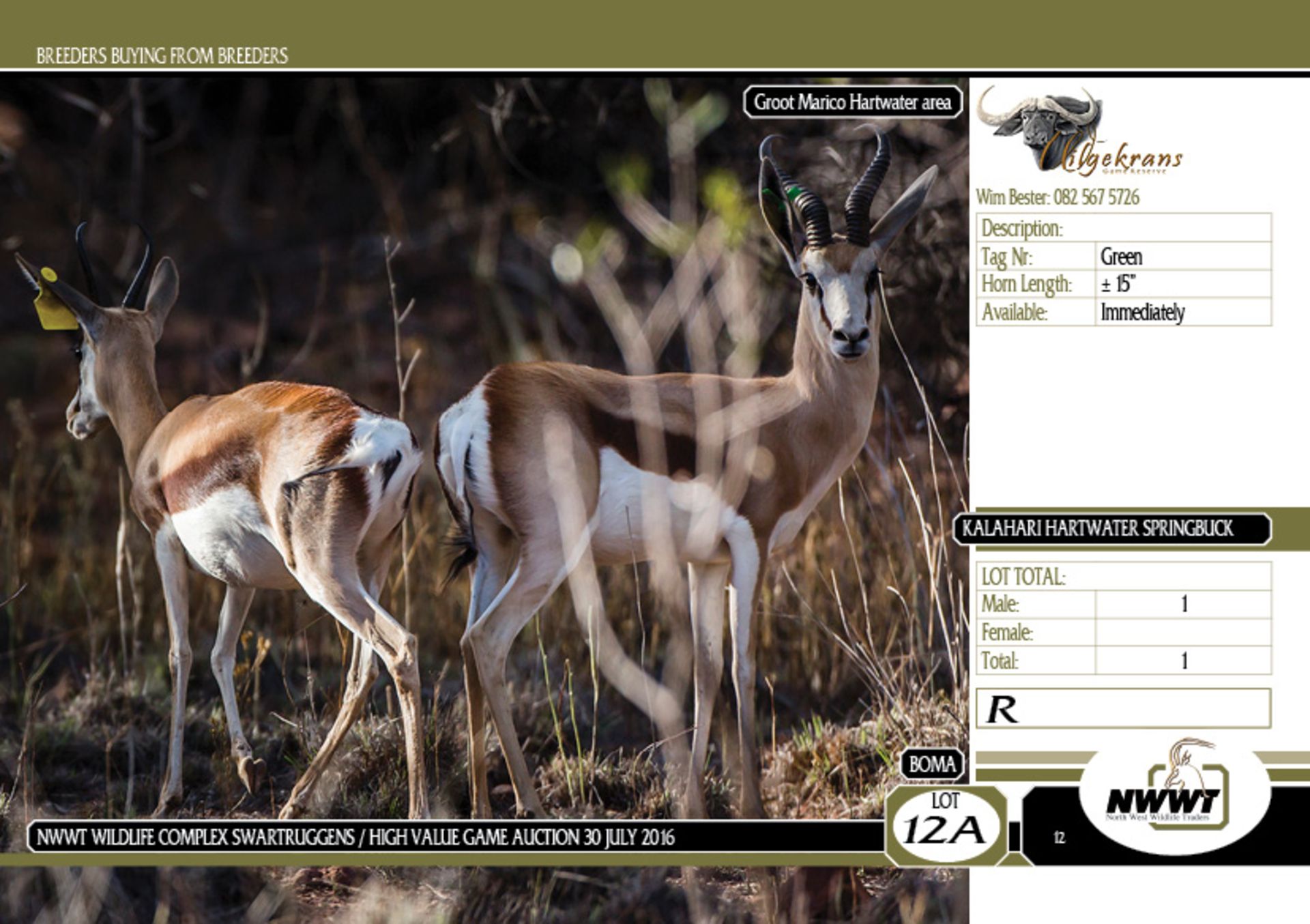 Kalahari Hartwater Springbuck Ram