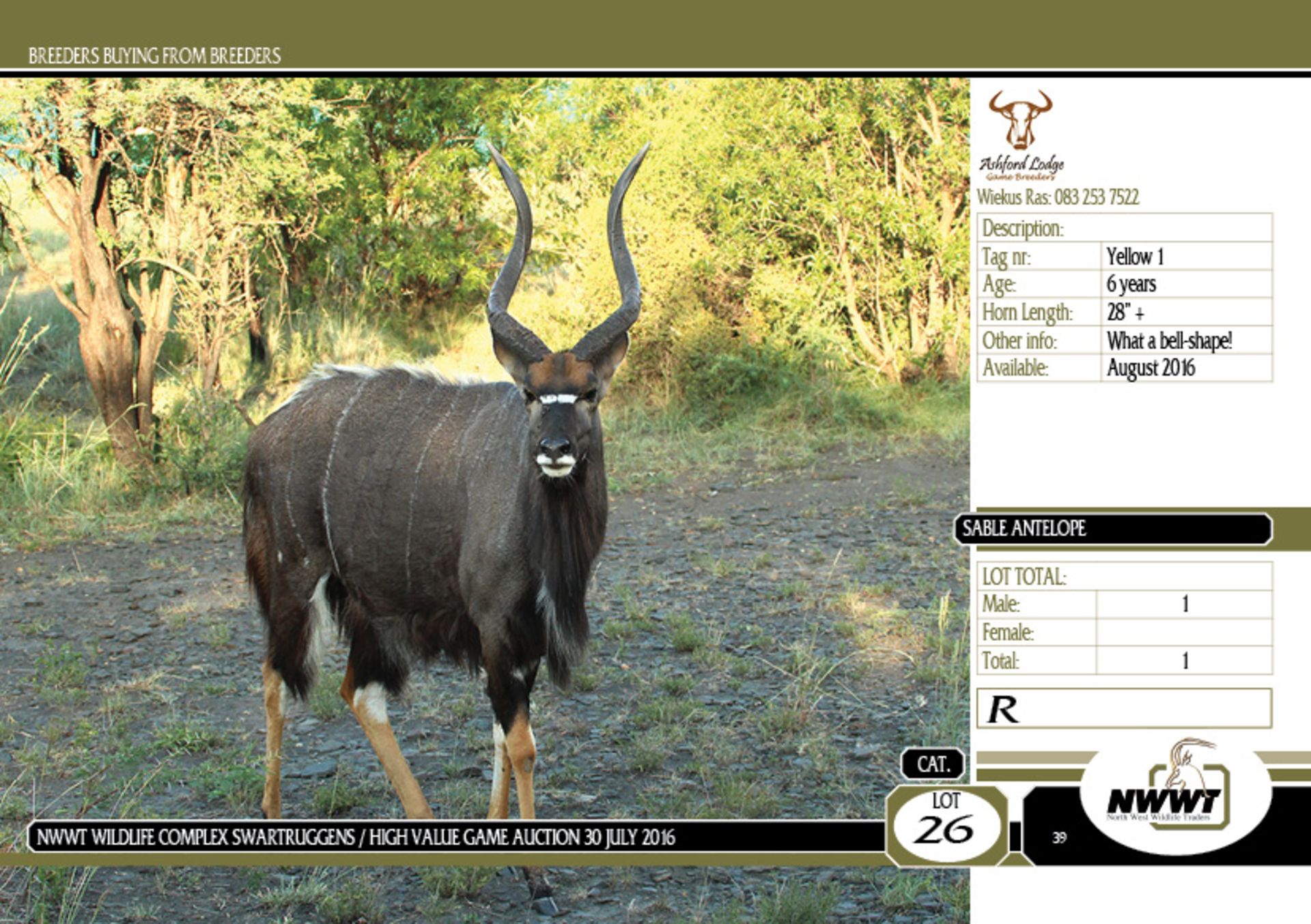 Nyala Bull