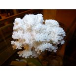 Natural white coral