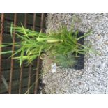 Box of four grasses