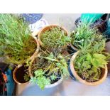 Five large garden planters with mixed plants