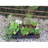 Box of 10 kitchen plants