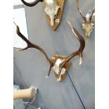 ANTLERS WITH SKULL.