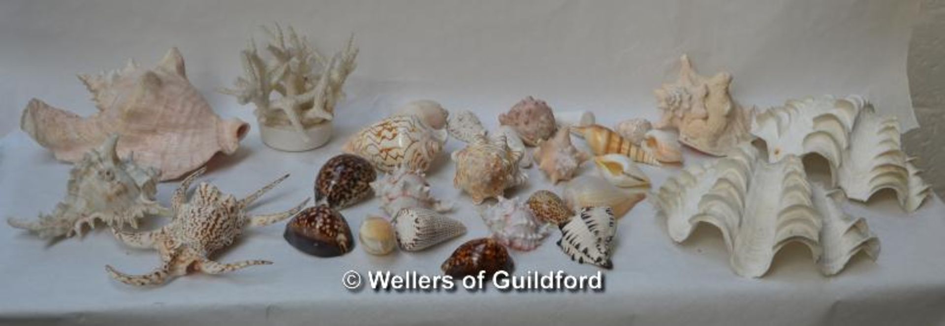 A small quantity of seashells and coral, including a clam shell.