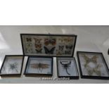 Collection of preserved and mounted insects comprising Hairy Mygalomorph spider, scorpion, Atlas