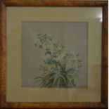HERMIONE HAMMOND: "Hellebore". Approx 27 cms x 27 cms. Signed and numbered 5/82. Framed and