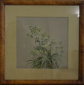 HERMIONE HAMMOND: "Hellebore". Approx 27 cms x 27 cms. Signed and numbered 5/82. Framed and