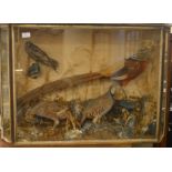 A display case containing four stuffed birds. Est.