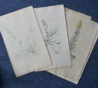 A collection of 10 botanical prints from Flora Londinensis. Est. £80 - £100.