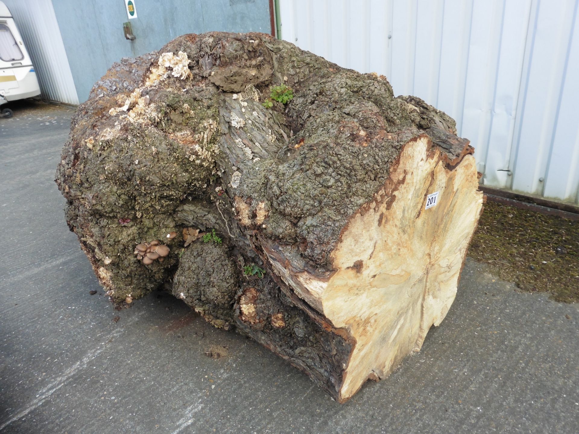 A horse chestnut burr trunk approximate dimensions 1900 x 1100mm diameter