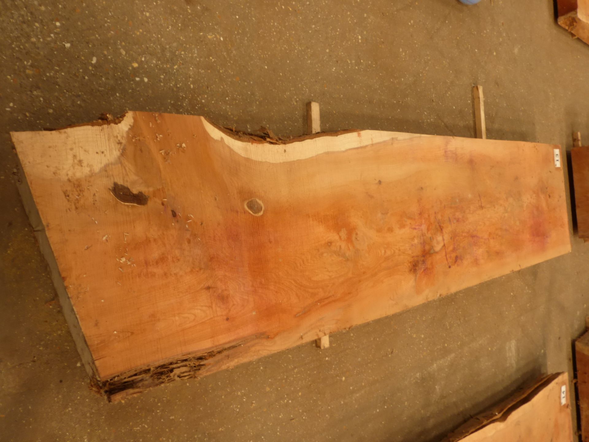 Plank of waney edge yew 1600 x 350 x 70mm