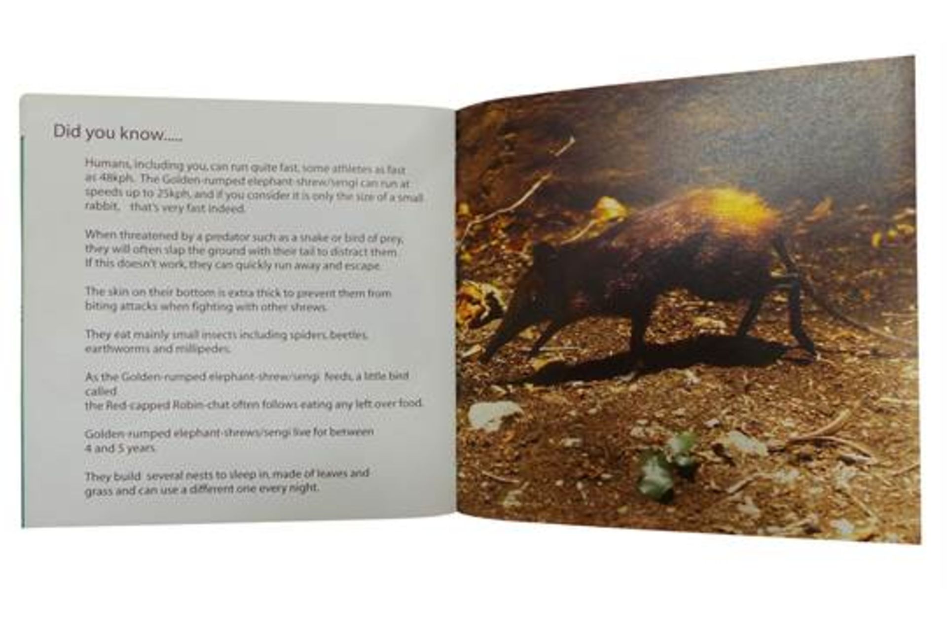 Wholesale Joblot of100 TheWayOut Bunch Childrens Endangered Animal Boxsets - Image 7 of 10