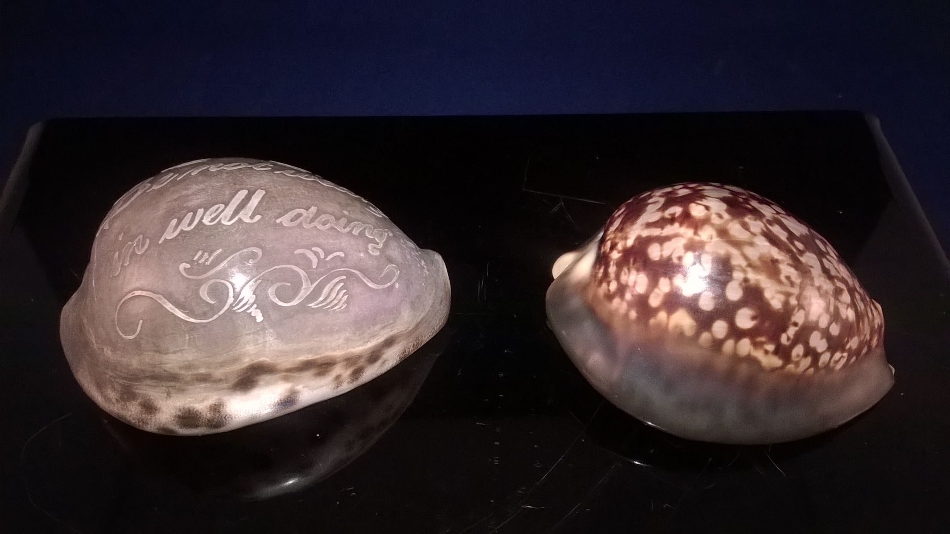 ANTQIUE WELSH SAILOR CARVED COWRIE SHELL C. 1800 and ONE PLAIN COWRIE SHELL An unusual carved cowrie