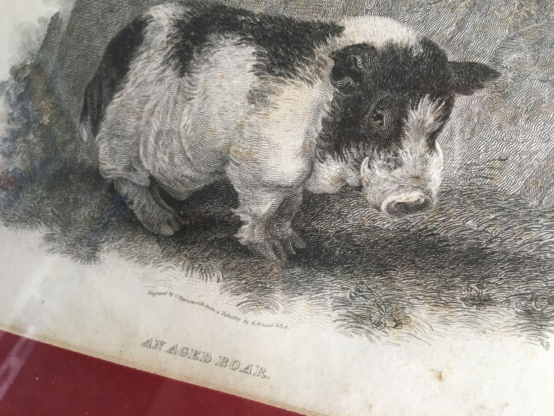 EXCELLENT ANTIQUE ENGRAVING c1830 "AN AGED BOAR". ENGRAVED BY J HAWKSWORTH, ARTIST G ARNALD. - Image 2 of 2