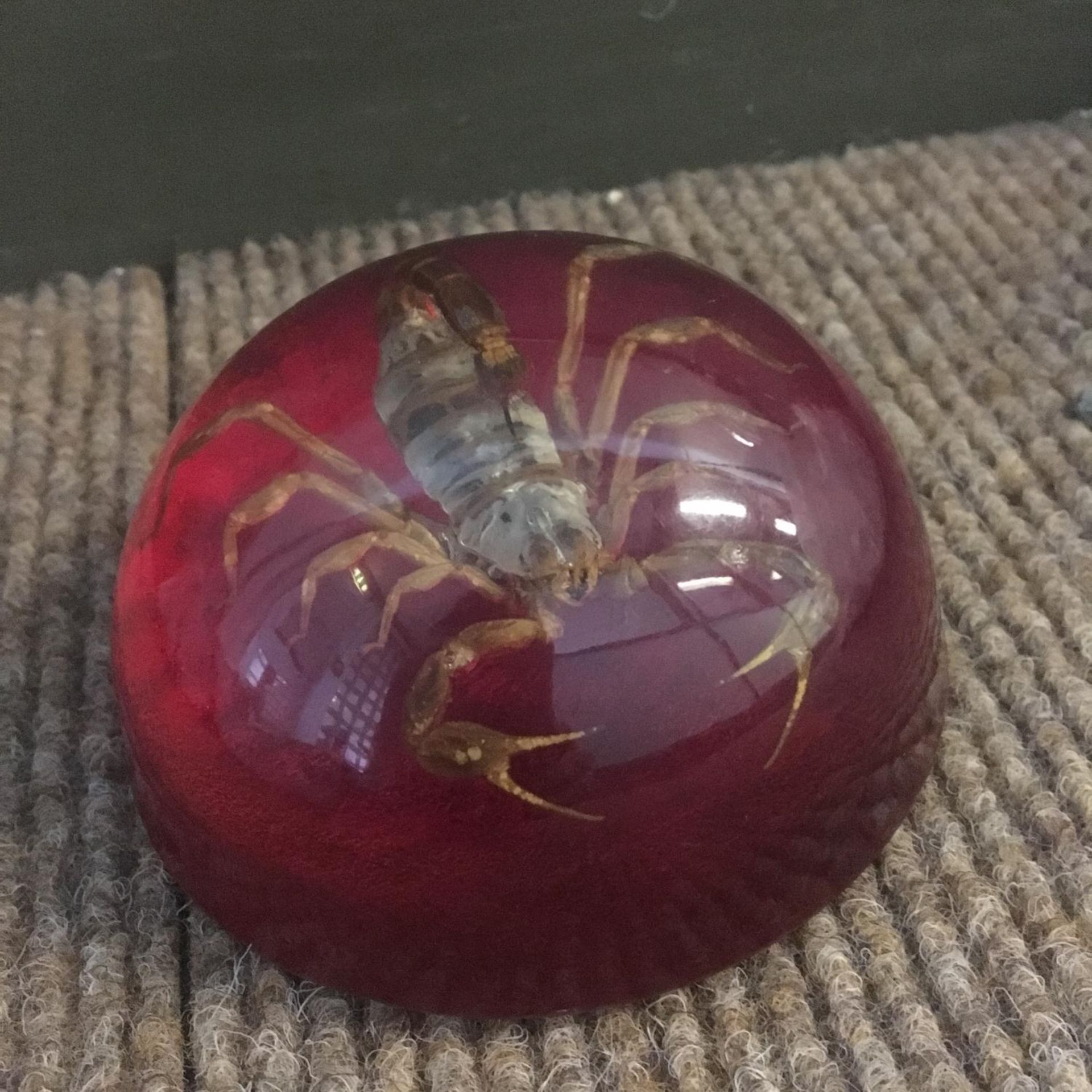 Real Scorpion Taxidermy Paperweight