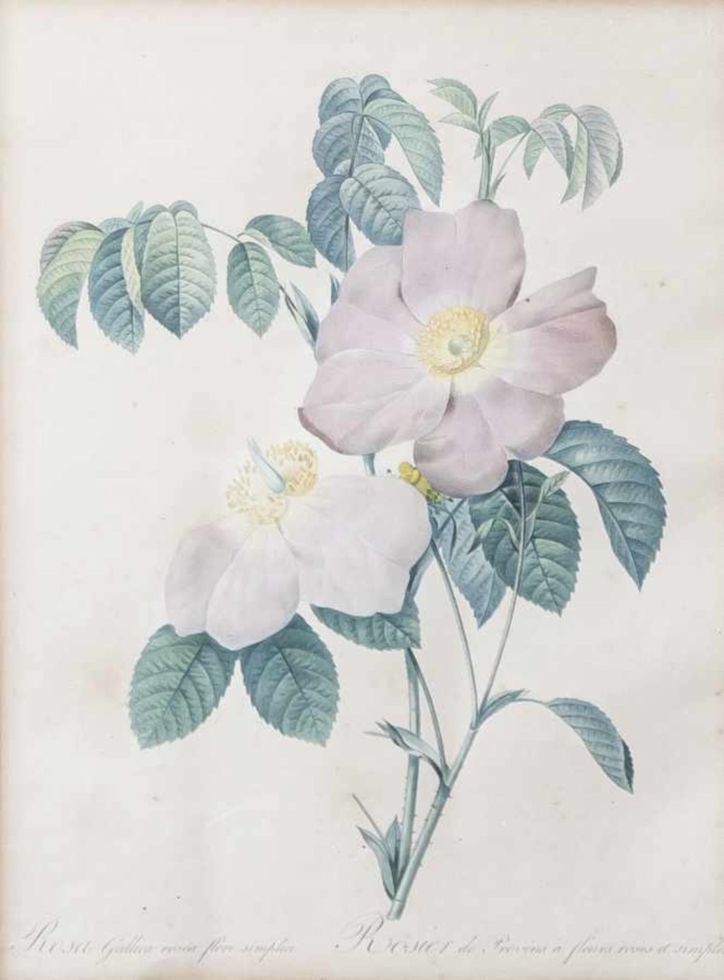Redouté, Pierre Joseph (1759-1840), "Rosa Gallica rosea flore simplici", kolorierterKupferstich. Ca.