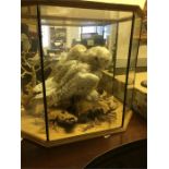 A cased Taxidermy of a Snowy Owl