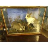 Taxidermy, a boxed pair of rabbits