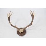 A pair of early 20th Century five-point stag antlers The wooden shield shaped panel supporting