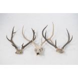 A collection of three sets of stag antlers To include a three point pair and two sets of four-poit