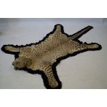 Taxidermy a leopard skin rug with full mount head By Van Ingen & Van Ingen of Mysore