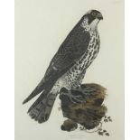 FALKE, "Peregrine Falcon, young female", kolorierter Stich, 52 x 40, um 1821, R.