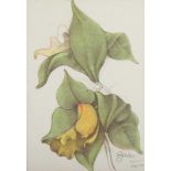 BRUNI, Bruno, "Orchidea II", Farblithografie, 25 x 19,5, nummeriert, handsigniert, Edition
