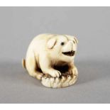 NETSUKE WELPE AUF AWABI-MUSCHEL, Elfenbein, Augen aus schwarzem Horn, fein geschnitzt und