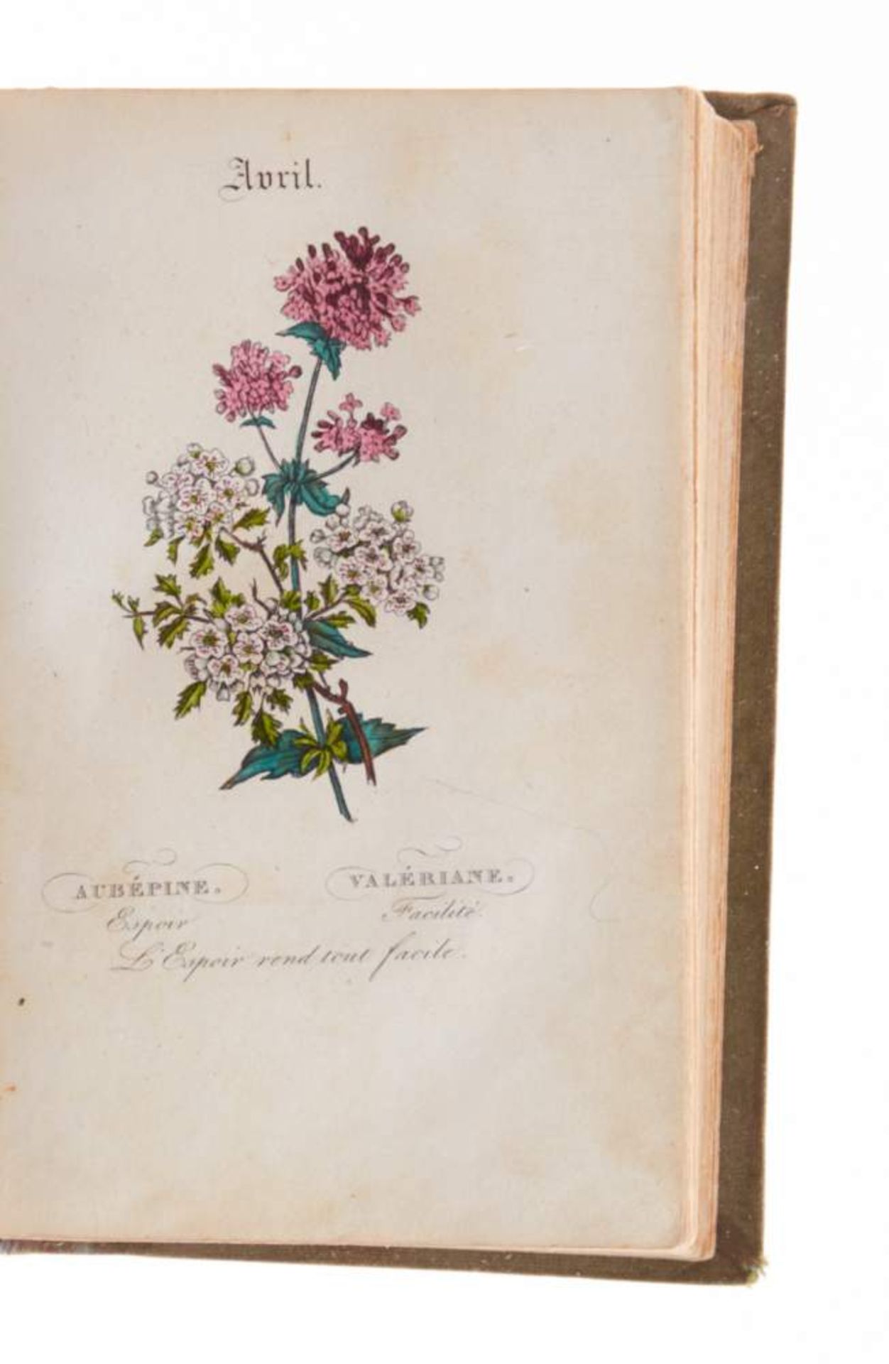 Latour, Charlotte de, Le langage des fleurs. Quatrième édition. Paris, Audot, 1833. Mit altkolor. - Bild 3 aus 3