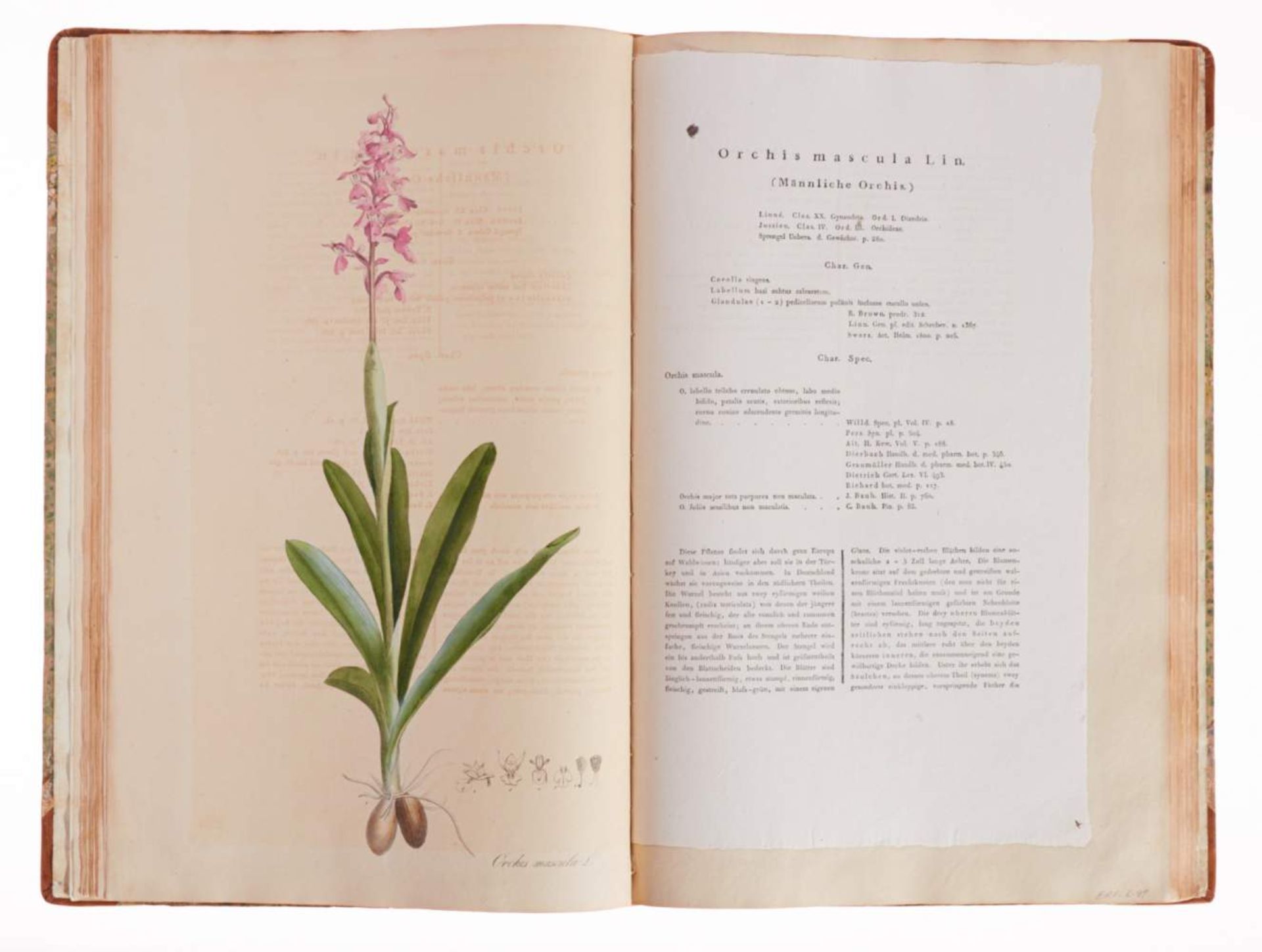 (Nees von Esenbeck, Th. F. L., Plantae officinales oder Sammlung officineller Pflanzen. - Bild 3 aus 3