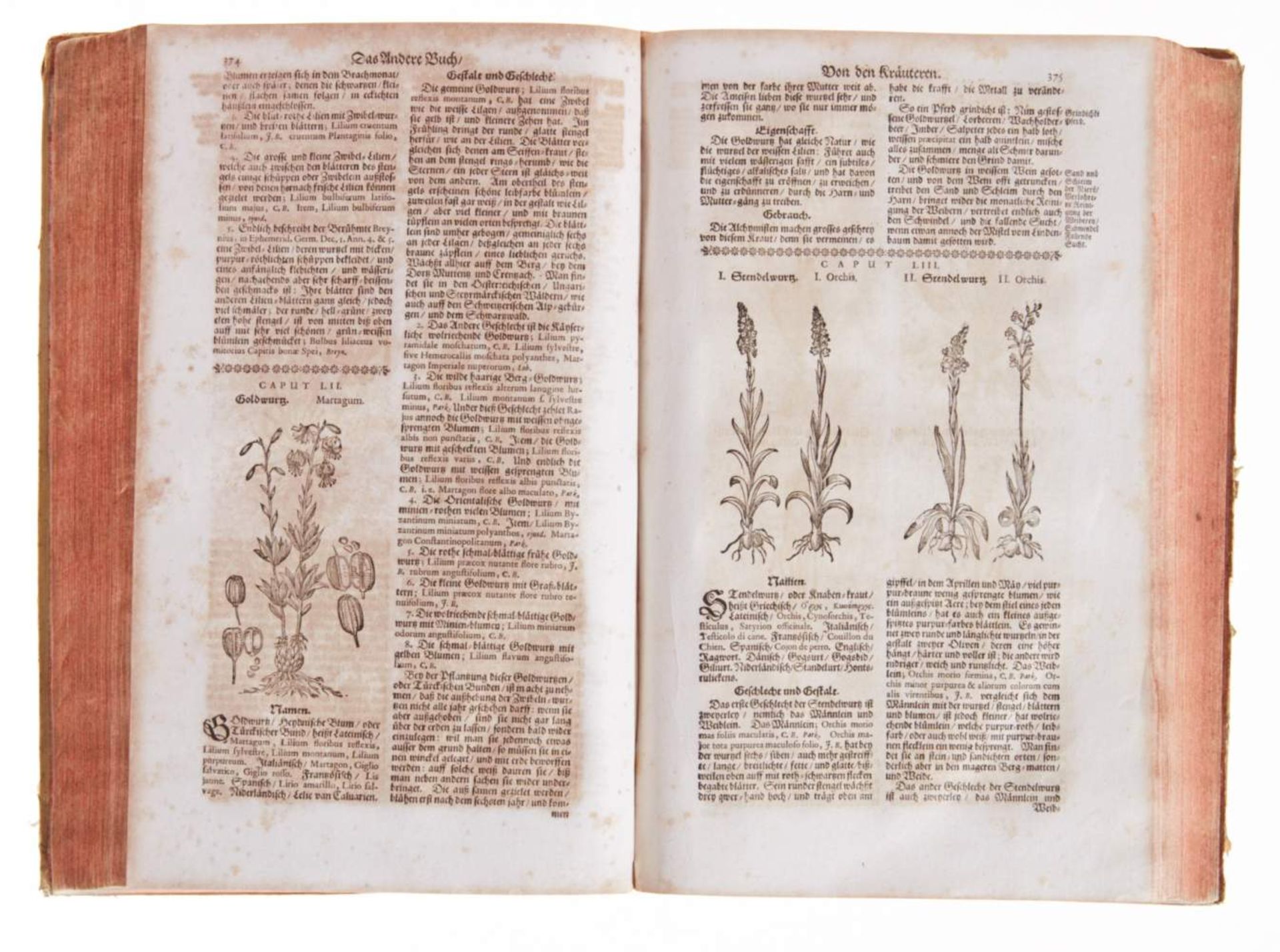 Zwinger, Th., Theatrum Botanicum. Erstens zwar an das Tagliecht gegeben von B. Verzascha. Anjetzo - Bild 4 aus 4