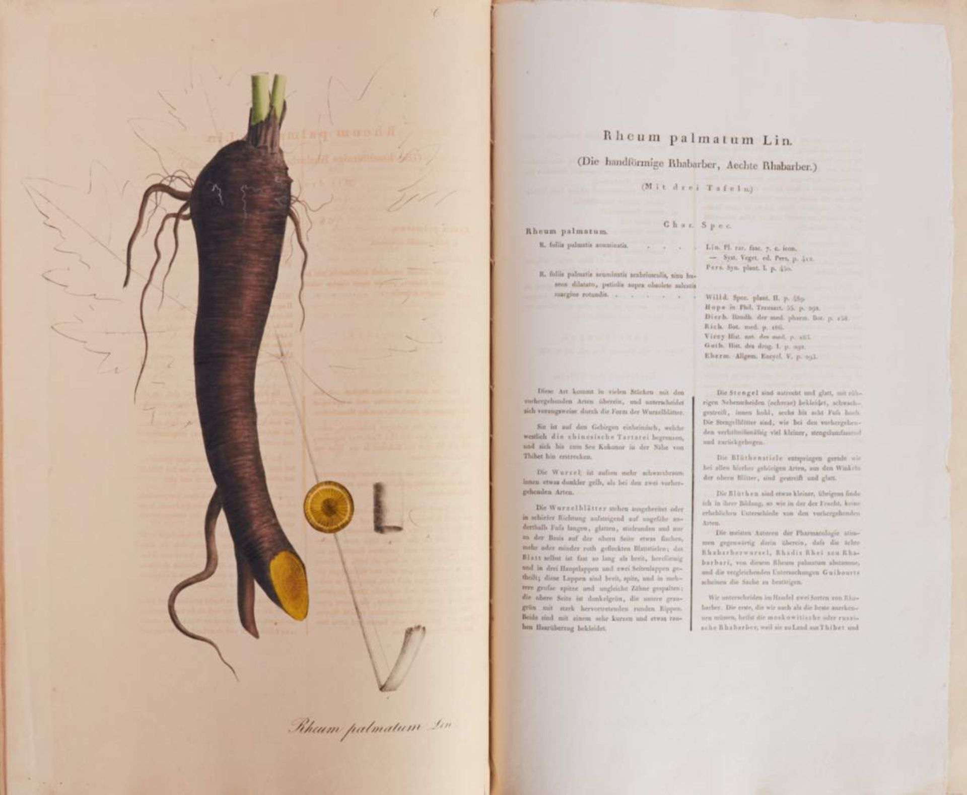 (Nees von Esenbeck, Th. F. L., Plantae officinales oder Sammlung officineller Pflanzen. - Bild 2 aus 3