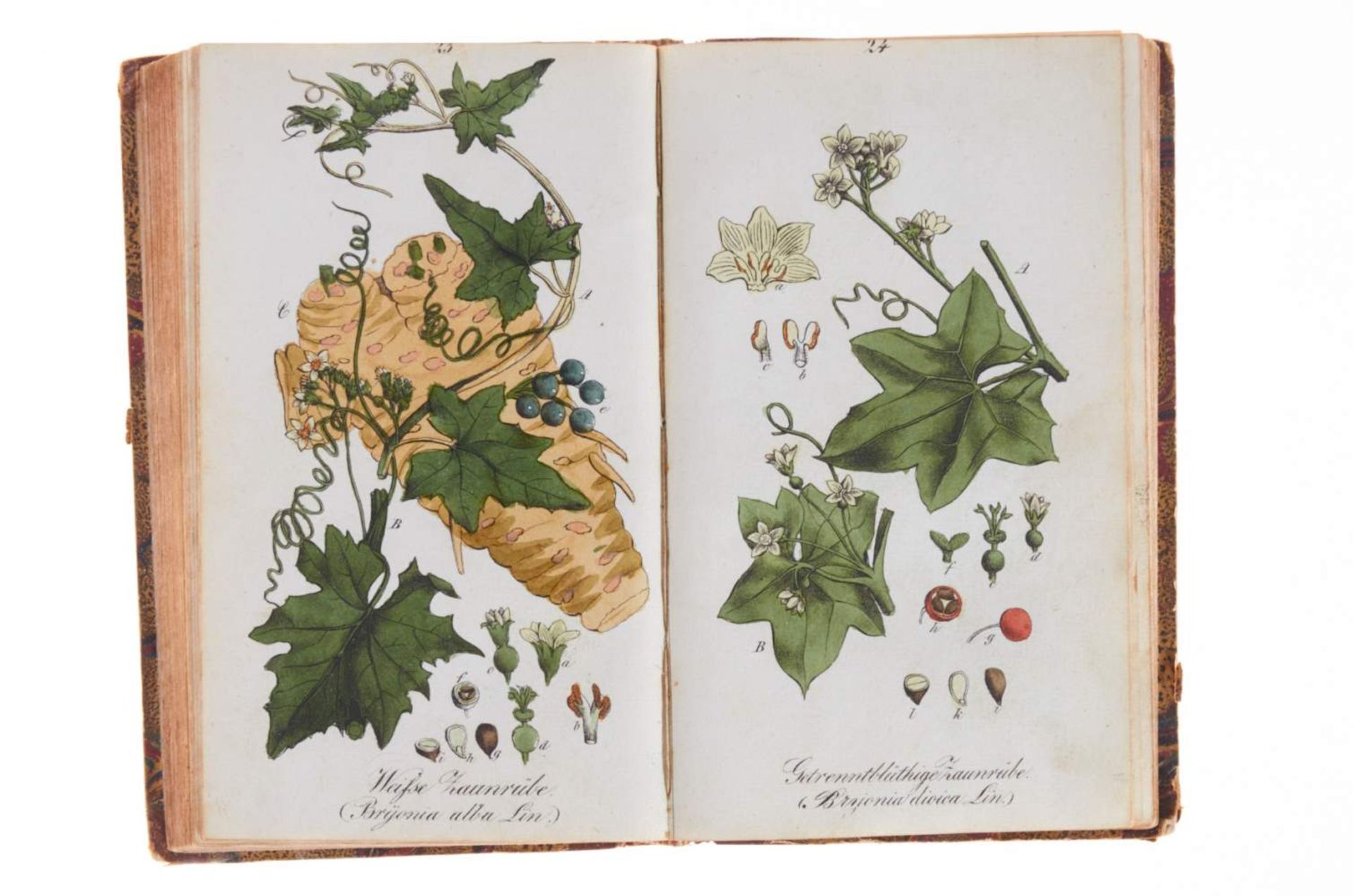 Winkler, E., Sämmtliche Giftgewächse Deutschlands. Berlin, Natorff, 1831. Mit 96 kolor. lithogr. - Bild 4 aus 5