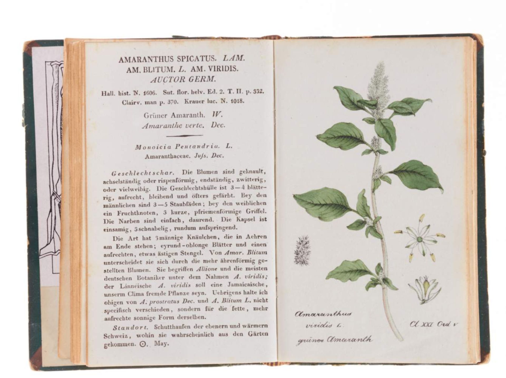 Hegetschweiler, J., Sammlung von Schweizer Pflanzen. 7 Bde. Zürich u. a., Esslinger u. a., (1826- - Bild 2 aus 2