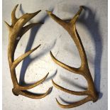 A pair of eight point deer antlers, unmounted, length of each approx 64cm.