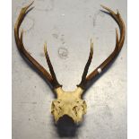 A deer skull and four point antlers, unmounted, height 56cm.