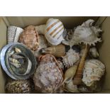 A collection of seashells including conch, abalone, auger, scallop, etc.