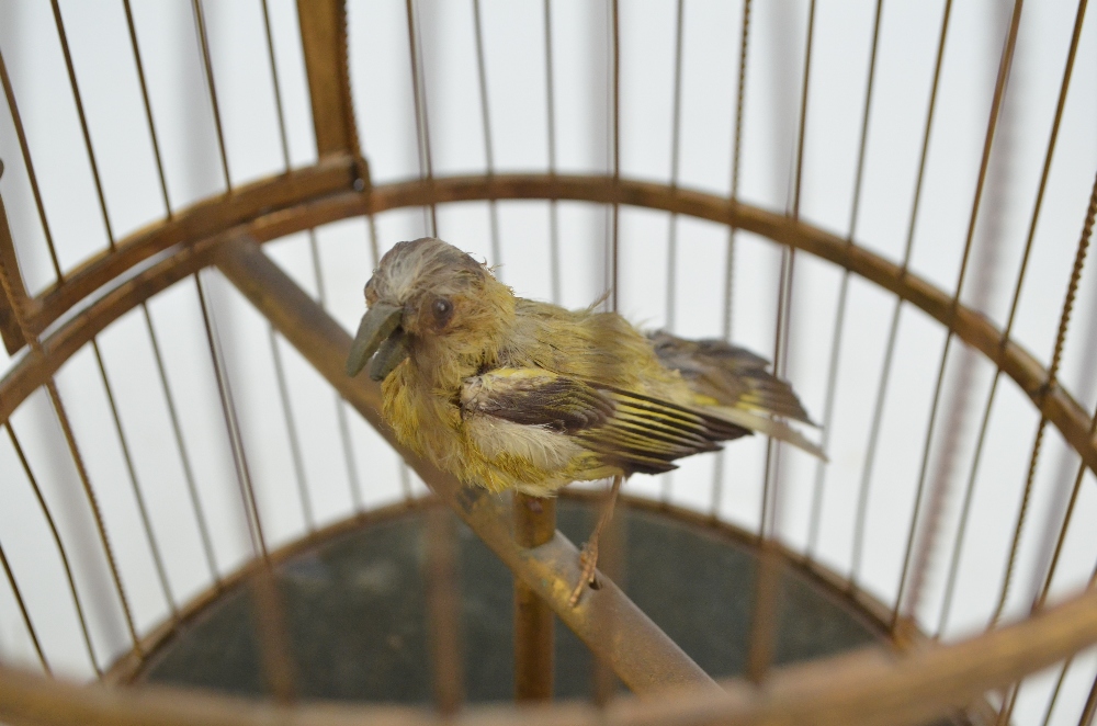 An unusual large 19th century singing bird cage automaton, - Image 2 of 2