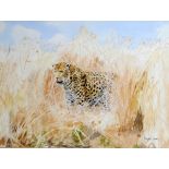 ROGER LEE; watercolour, a leopard amongst wheat, signed lower right, 36.5 x 50.