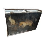 A Victorian taxidermy of a fox and cub in naturalistic setting, in large glazed display case,